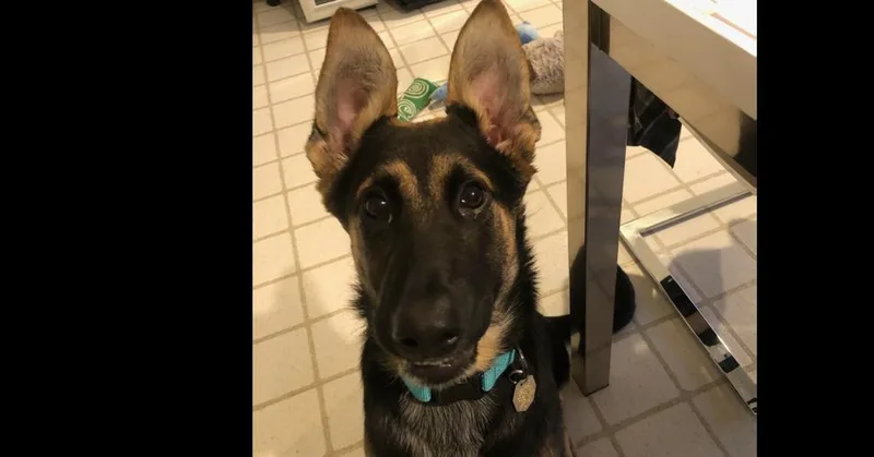 A young medium-sized female German Shepherd Dog dog named Callie for adoption in Cupertino, CA