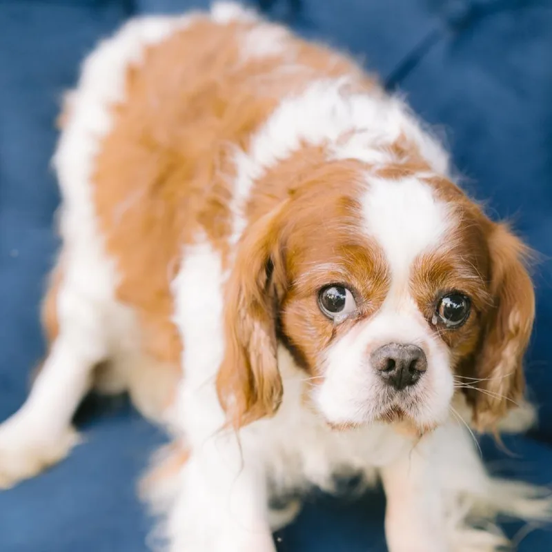 An adult small-sized male Cavalier King Charles Spaniel dog named Fan Male for adoption in Zionsville, IN