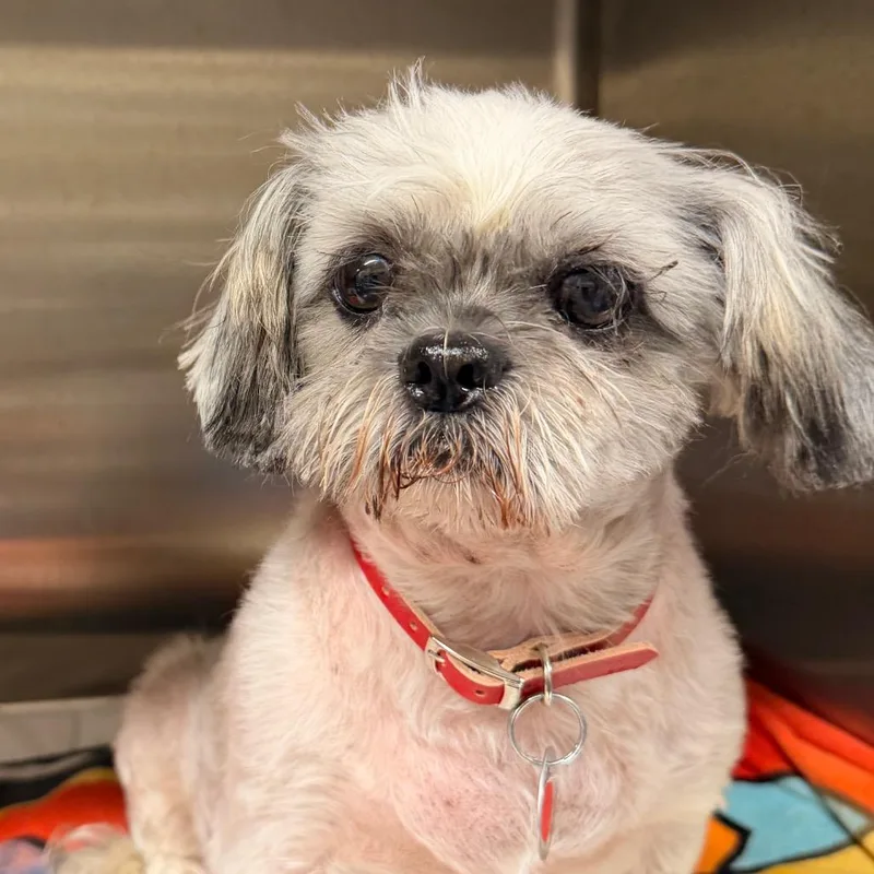 A senior small-sized female White / Cream Shih Tzu dog named PM Whitney Anni for adoption in Port Washington, NY