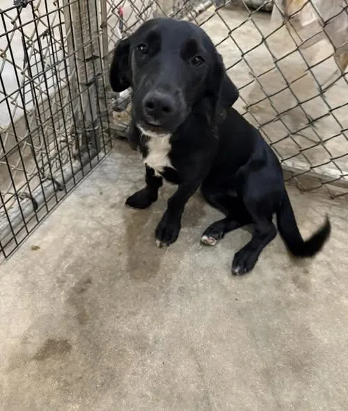 A young medium-sized female Labrador Retriever dog named Midnight for adoption in Ozark, AL