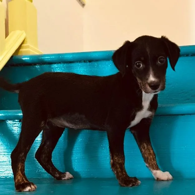 A baby small-sized female Black Flat-Coated Retriever dog named Bixie for adoption in Staten Island, NY