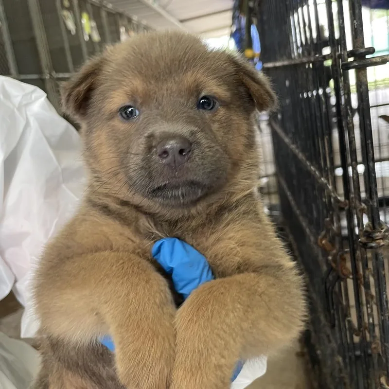 A baby small-sized female Brown / Chocolate Terrier dog named Caitlin for adoption in Edinburg, TX