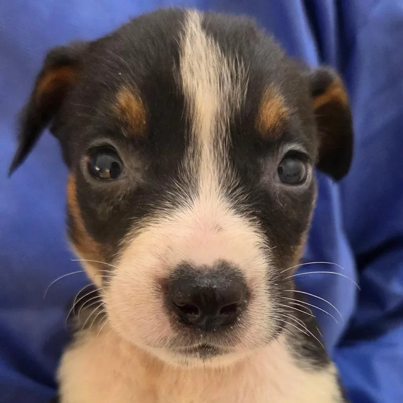 A baby medium-sized female Black Mixed Breed dog named Marina for adoption in Auburn, AL