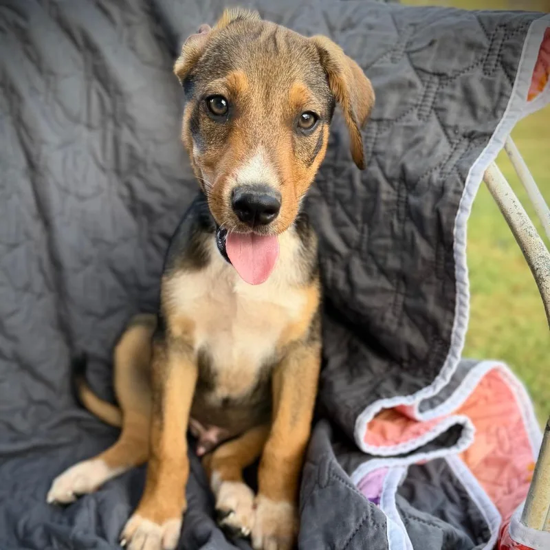 A baby medium-sized male Mixed Breed dog named Grumpy for adoption in Monticello, IA