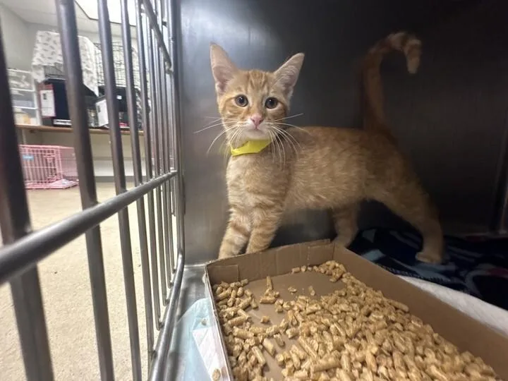 A young small-sized male Orange / Red Domestic Short Hair cat named Kip for adoption in Cincinnati, OH