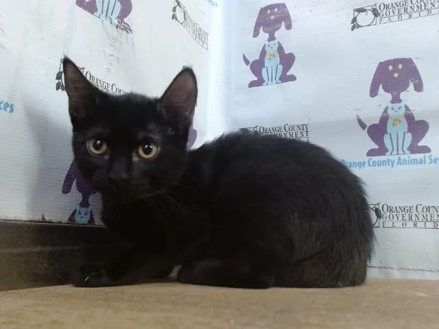 A baby small-sized female Domestic Short Hair cat named Toffee for adoption in Orlando, FL
