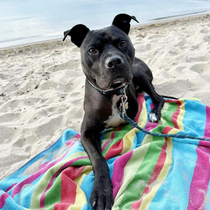 An adult medium-sized male Black Pit Bull Terrier dog named Abel for adoption in Traverse City, MI