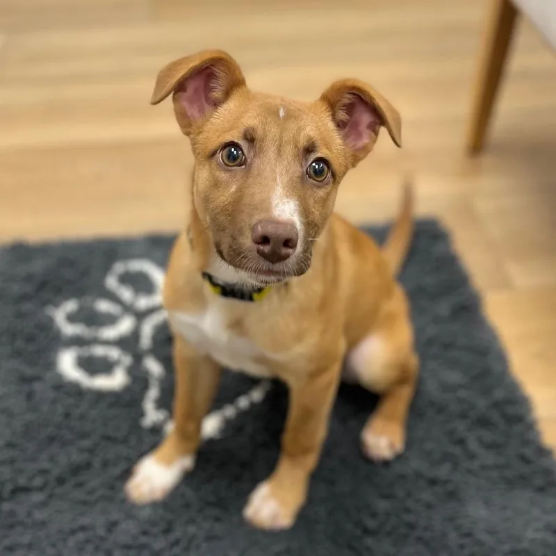 An adult medium-sized male Yellow / Tan / Blond / Fawn Shepherd dog named Cash for adoption in Chesapeake, VA