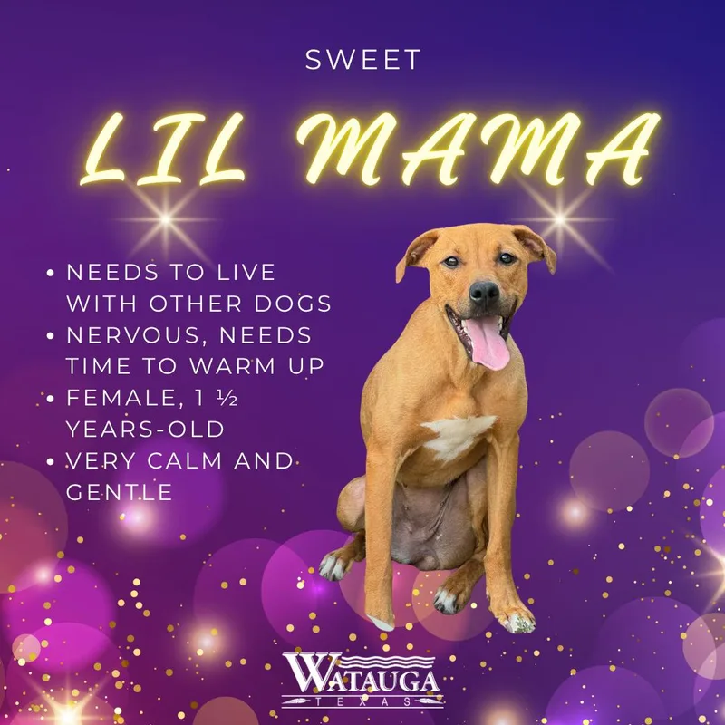 An adult medium-sized female Red / Chestnut / Orange Boxer dog named Lil Mama for adoption in Watauga, TX