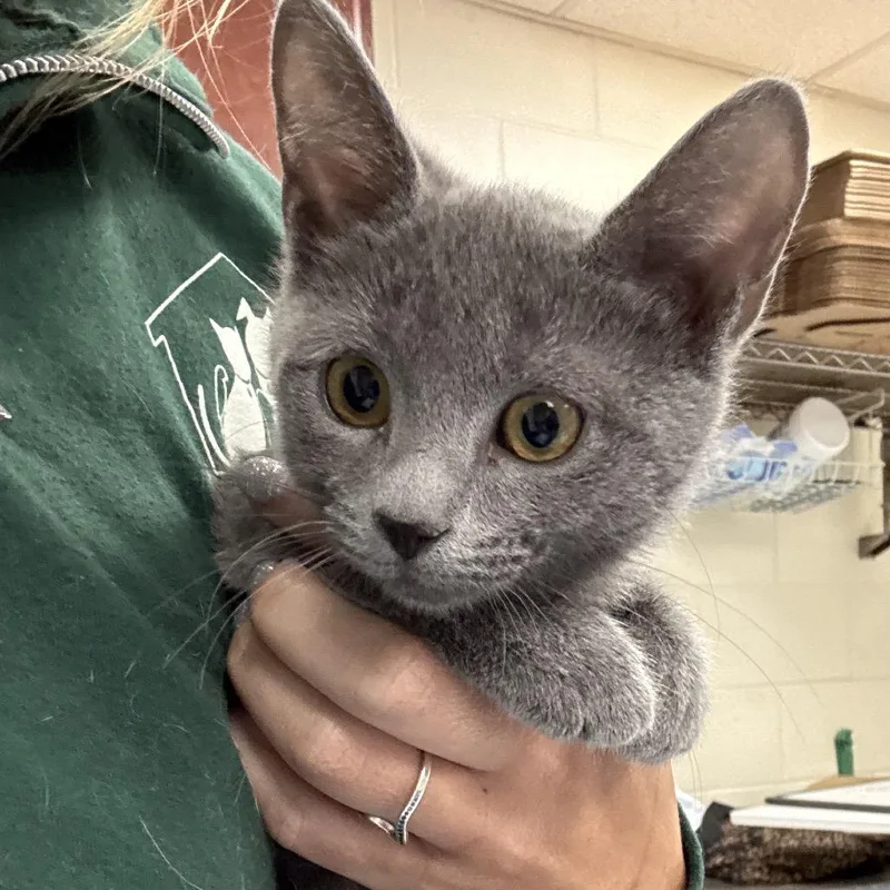 A baby small-sized female Gray / Blue / Silver Domestic Short Hair cat named Rosita for adoption in Brockton, MA