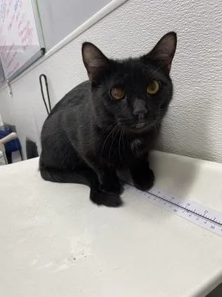 An adult small-sized male Domestic Short Hair cat named Klause for adoption in West Chester, PA