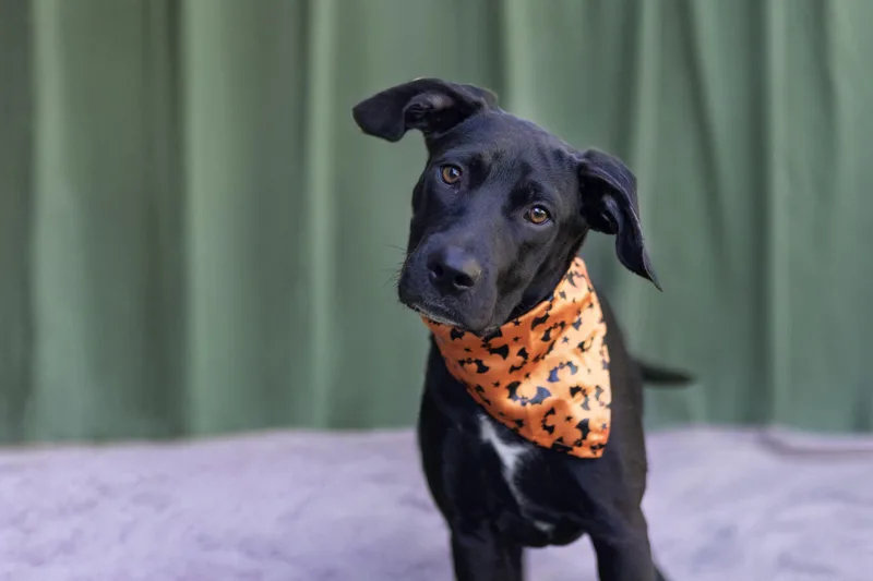 A baby medium-sized female Black Labrador Retriever dog named Cassie for adoption in Whitestown, IN