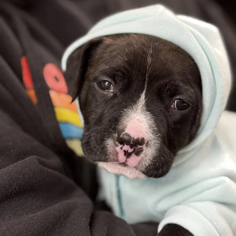 A baby medium-sized male Brown / Chocolate Mixed Breed dog named Tank for adoption in Edwardsville, IL