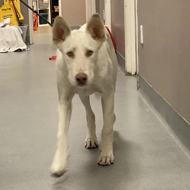 A young medium-sized male White / Cream Shepherd dog named Wagsstray for adoption in Westminster, CA