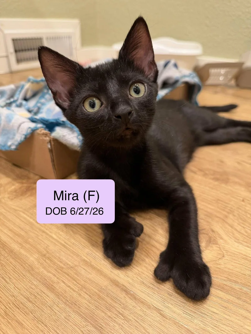 Mira thumbnail 2