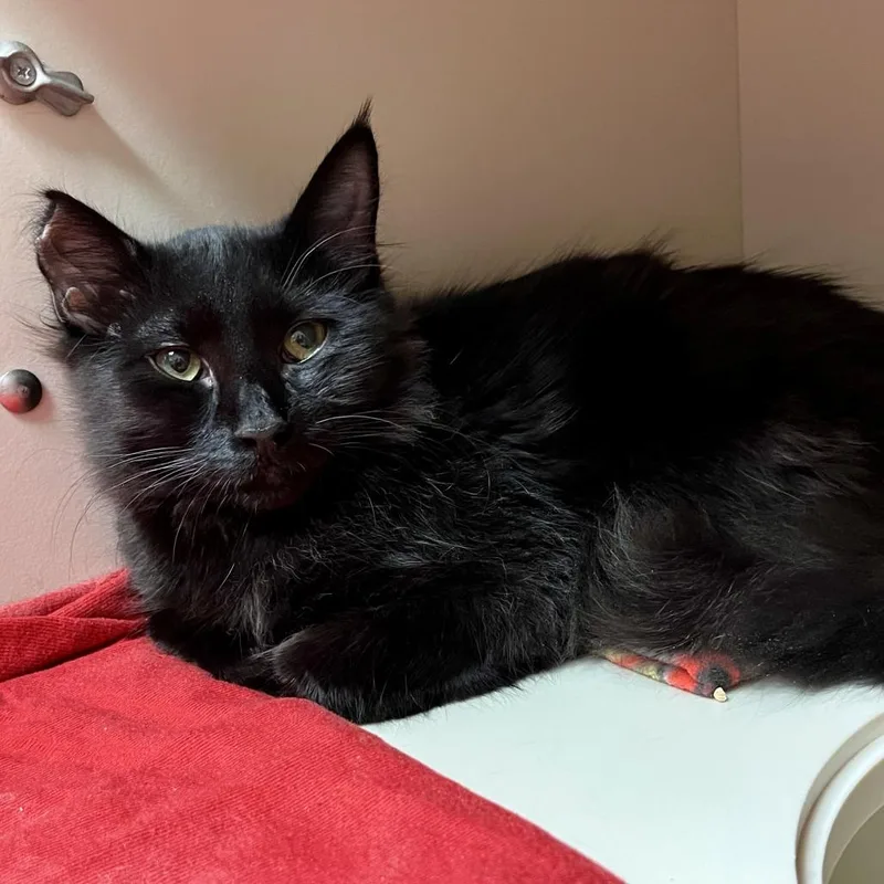 Tinkerbell thumbnail 2