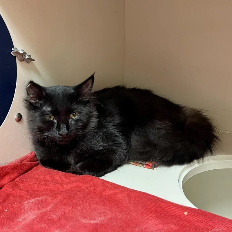 Tinkerbell thumbnail 3