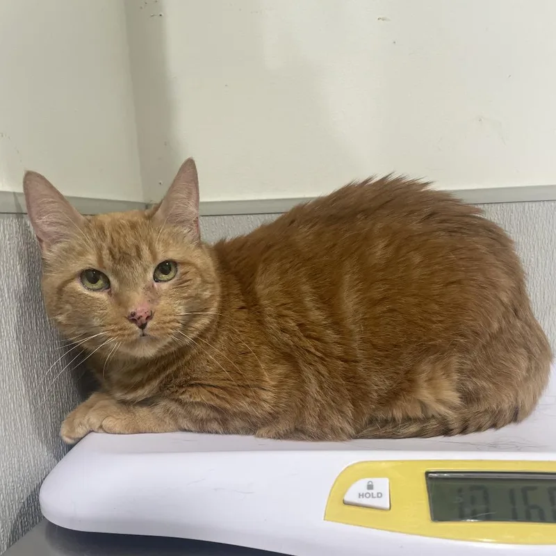 An adult medium-sized female Orange / Red Domestic Short Hair cat named Cali for adoption in Tampa, FL