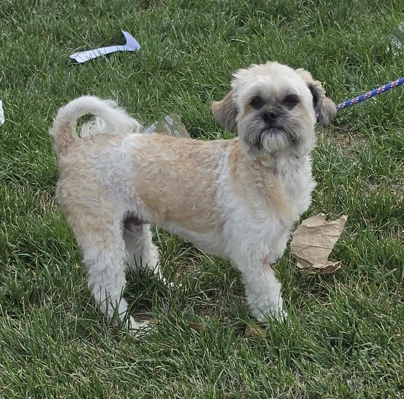 A young medium-sized male Shih Tzu dog named Dallas for adoption in Hollywood, MD