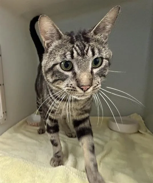 An adult large-sized male Domestic Short Hair cat named Obi for adoption in Salinas, CA