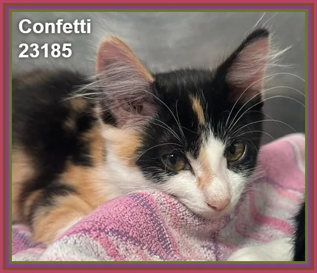 A baby medium-sized female Domestic Short Hair cat named Confetti for adoption in Marietta, GA