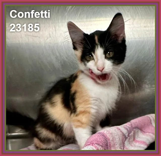 Confetti thumbnail 2