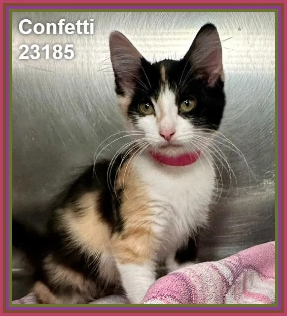 Confetti thumbnail 3