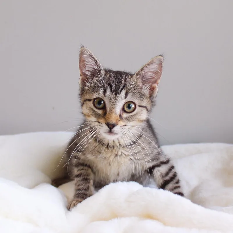 A baby medium-sized female Tabby (Brown / Chocolate) Tabby cat named Rosalie for adoption in Wayne, NJ