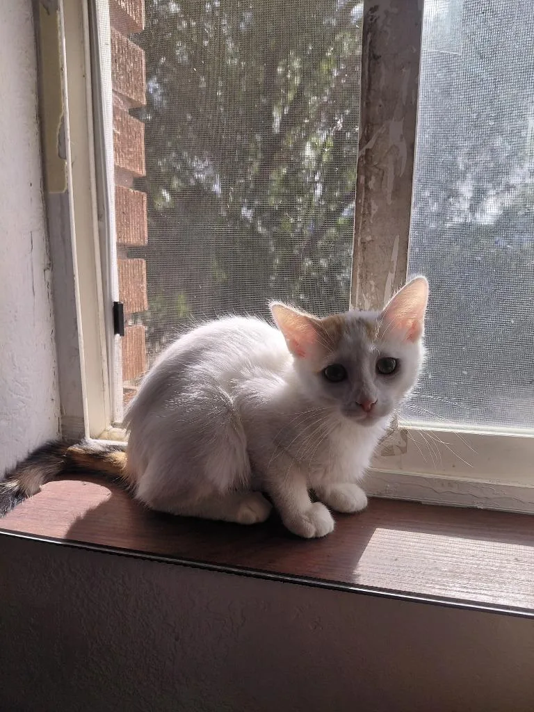 A baby medium-sized female Domestic Short Hair cat named Becky Thatcher for adoption in Salt Lake City, UT