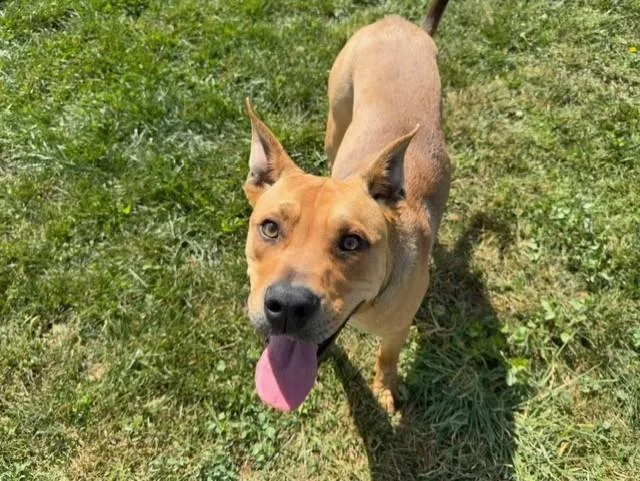 A young medium-sized male Pit Bull Terrier dog named Samuel for adoption in Fairfield, CA