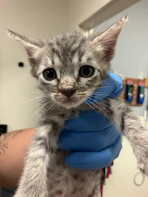 A baby small-sized female Domestic Short Hair cat named Cici for adoption in Long Beach, CA