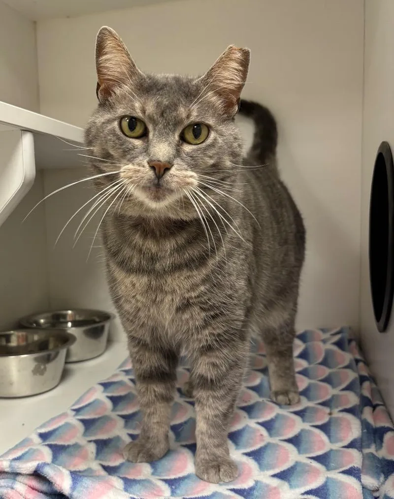 An adult medium-sized female Tabby (Gray / Blue / Silver) Tabby cat named Mystique for adoption in Frankfort, KY