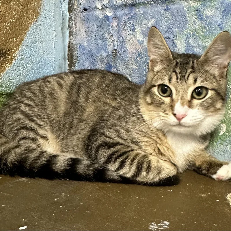 An adult medium-sized male Domestic Short Hair cat named Hunter for adoption in Laredo, TX