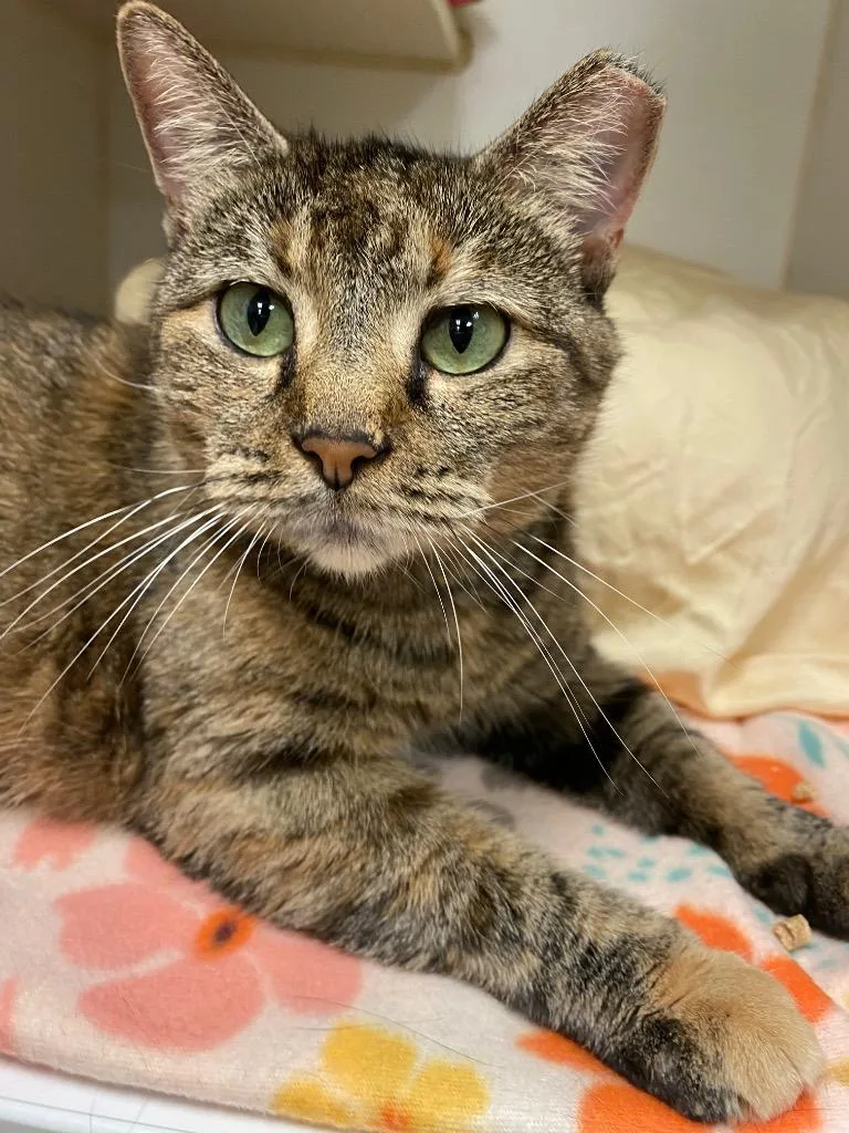 An adult medium-sized female Domestic Short Hair cat named Truffles for adoption in Johnson City, TN