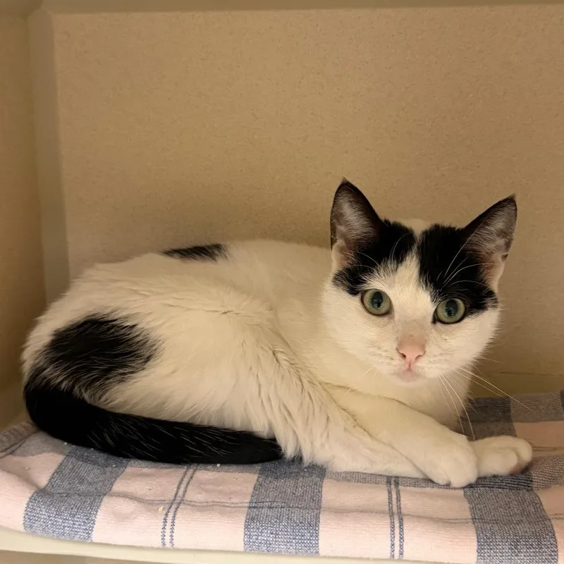 An adult medium-sized female White Domestic Short Hair cat named Lovey for adoption in Hamburg, NY