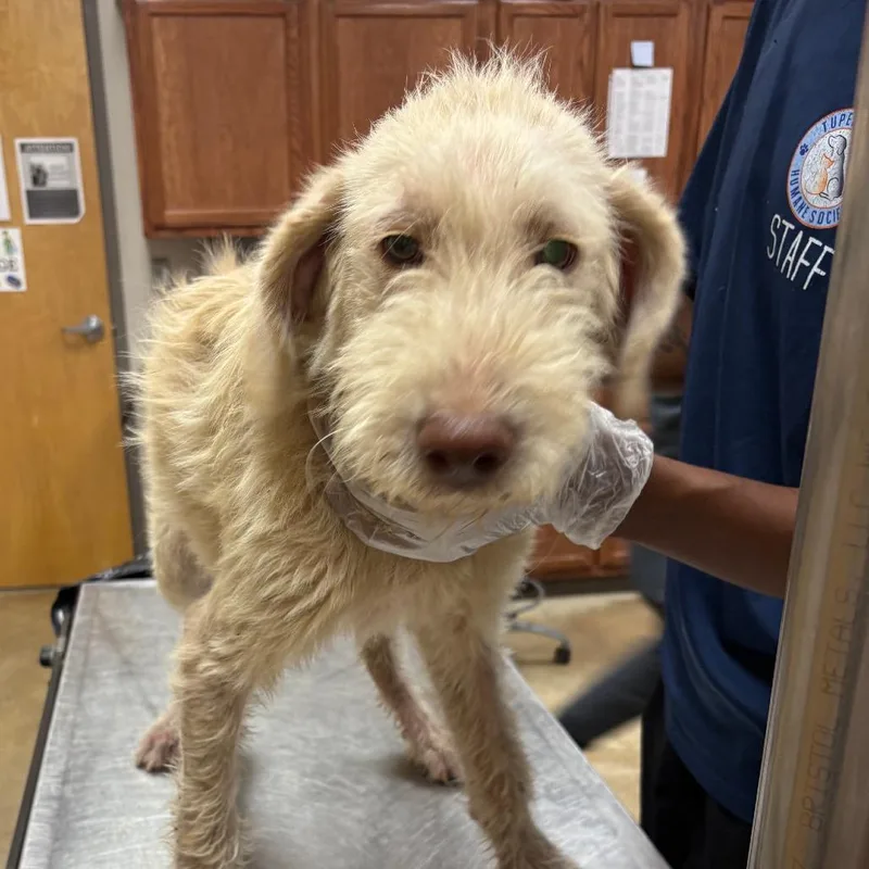 A young medium-sized male Yellow / Tan / Blond / Fawn Poodle dog named Smiley U for adoption in Tupelo, MS