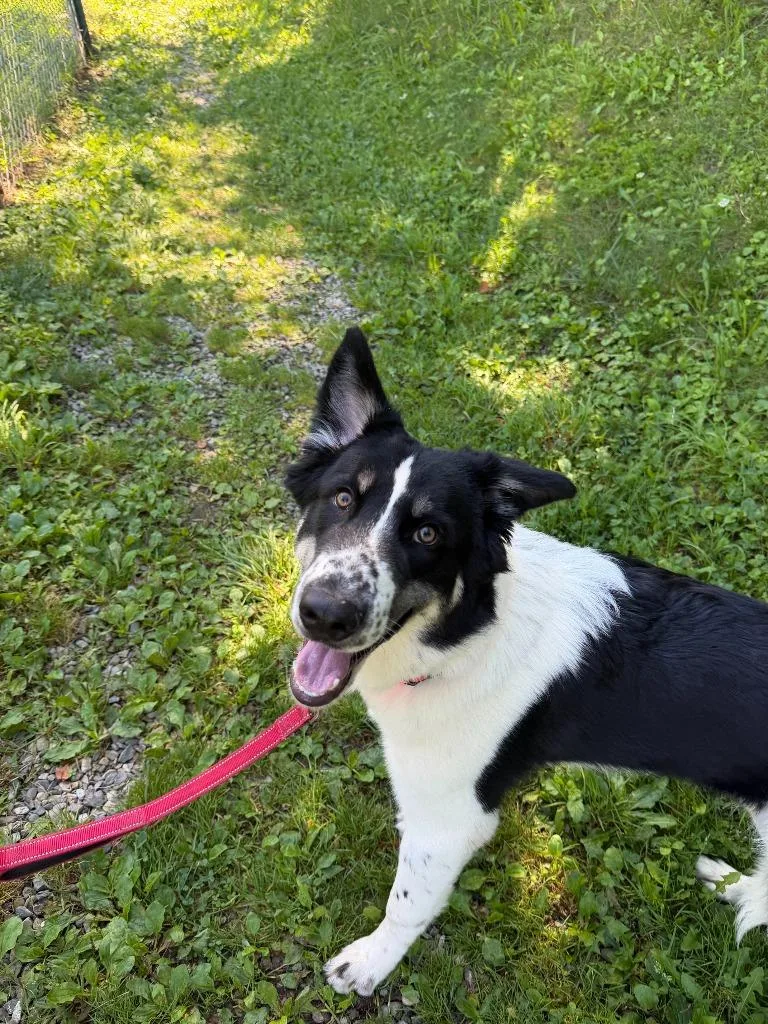 A baby large-sized male Mixed Breed dog named Oreo for adoption in Hyde Park, NY