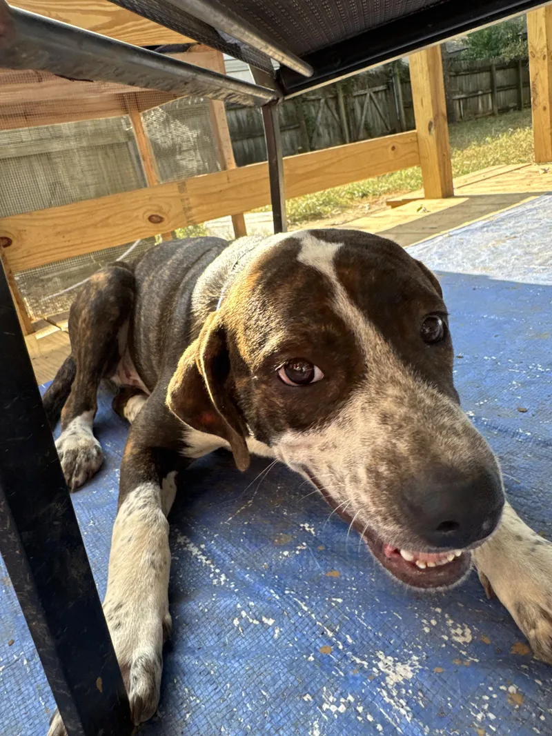 A young medium-sized male Brindle Catahoula Leopard Dog dog named Nutmeg for adoption in Antioch, TN