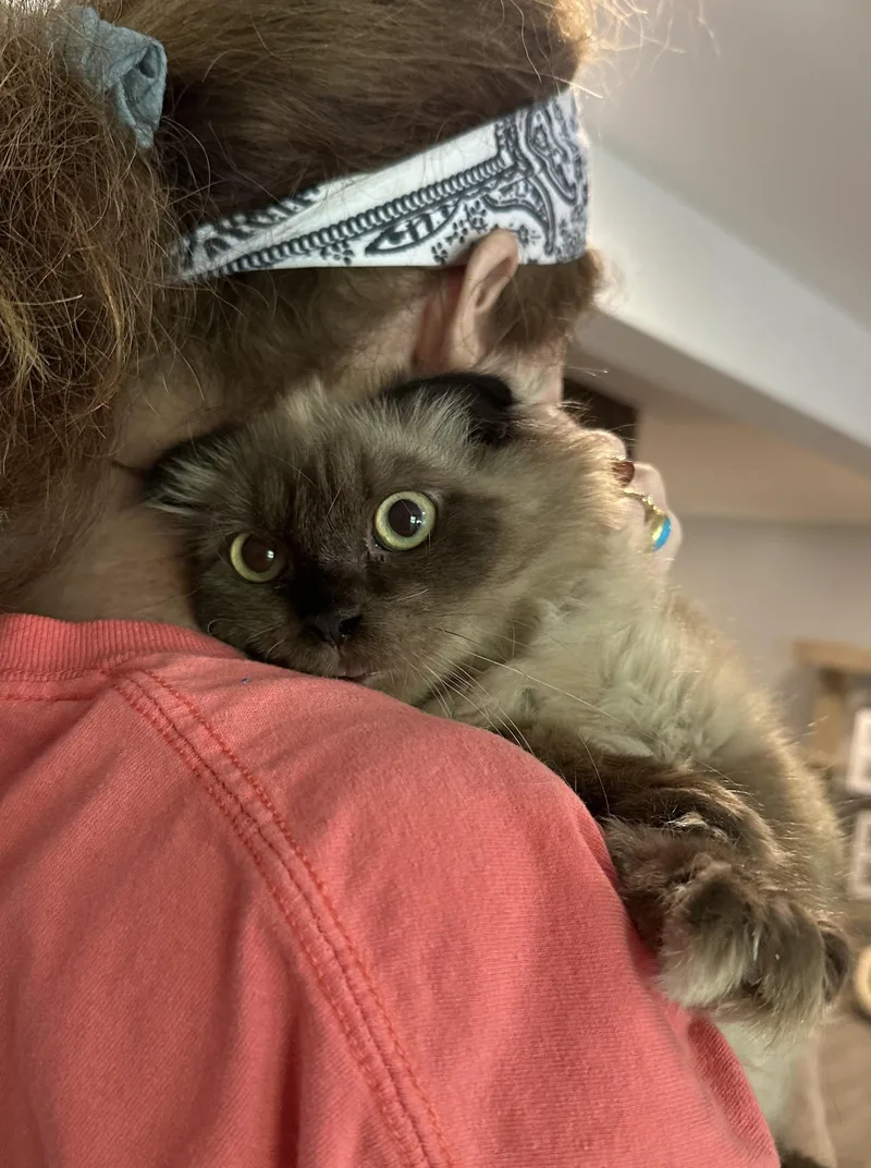 A baby medium-sized male Scottish Fold cat named Fux & Blanco for adoption in Fairfax, VA