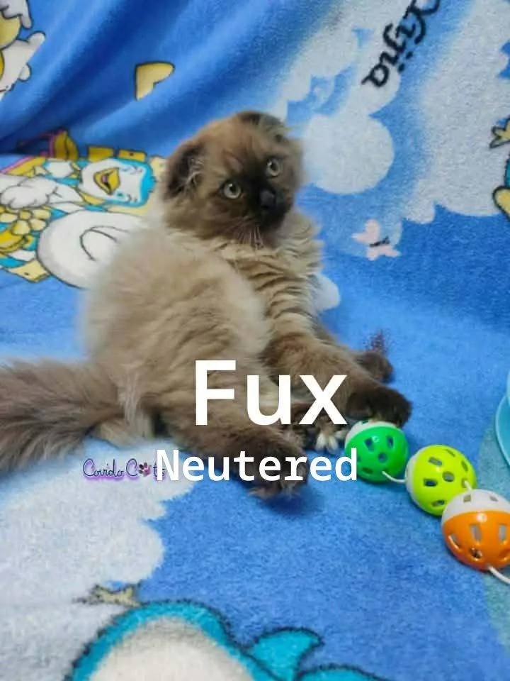Fux & Blanco thumbnail 3