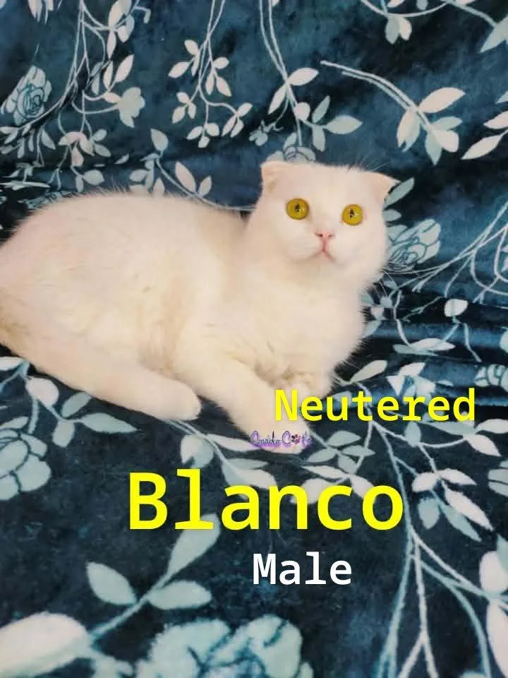 Fux & Blanco thumbnail 4