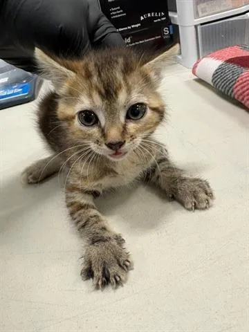 A baby small-sized female Domestic Short Hair cat named Anenome for adoption in San Martin, CA