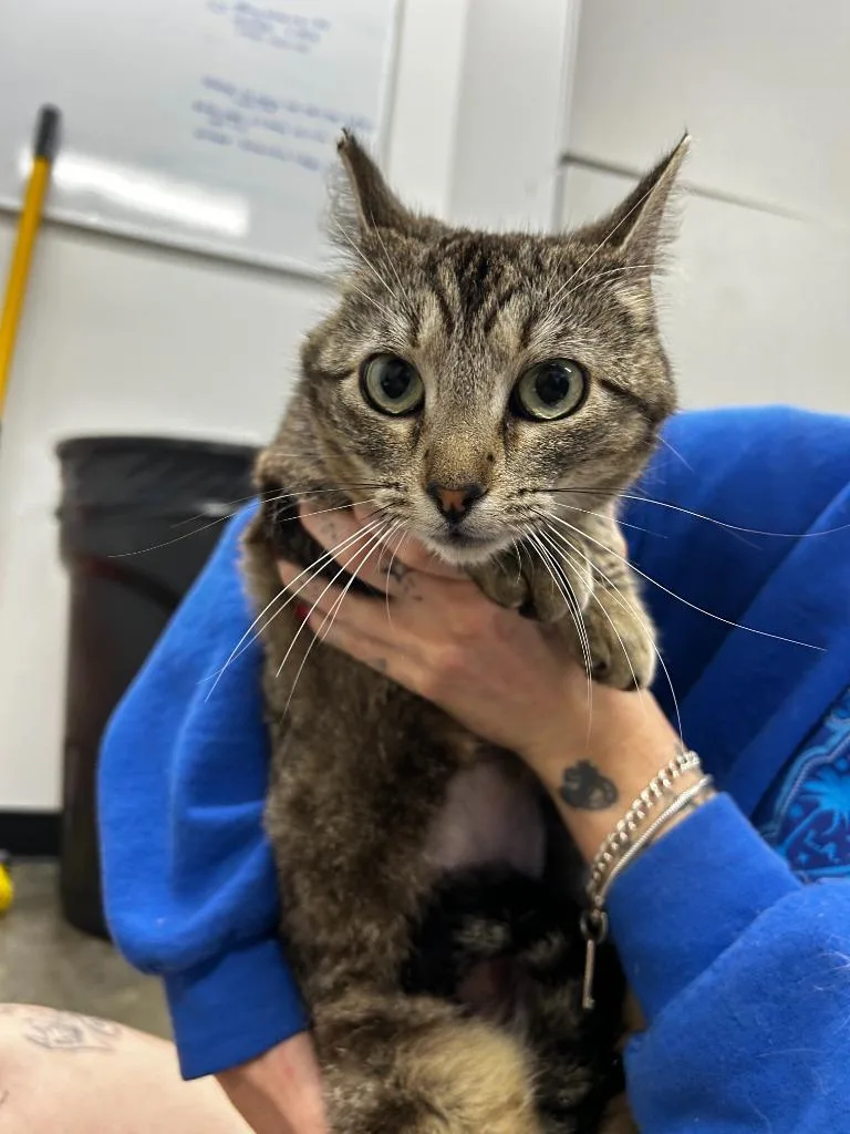 A young small-sized female Domestic Short Hair cat named Cashmere for adoption in Thousand Oaks, CA