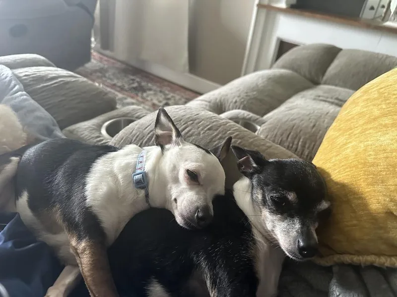 An adult small-sized female Chihuahua dog named Bella bonded with Rocky for adoption in Elkhart , IN