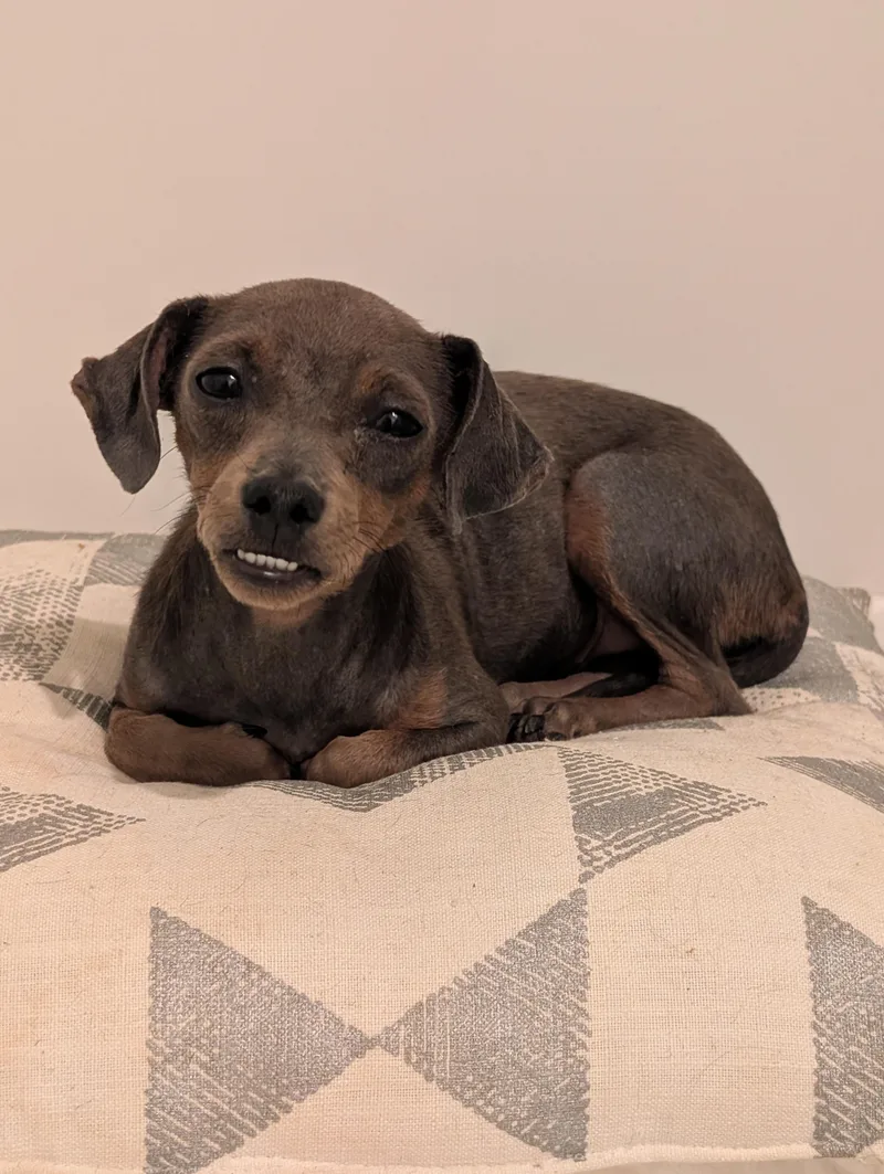 A baby small-sized female Dachshund dog named Snubull for adoption in Penryn, CA