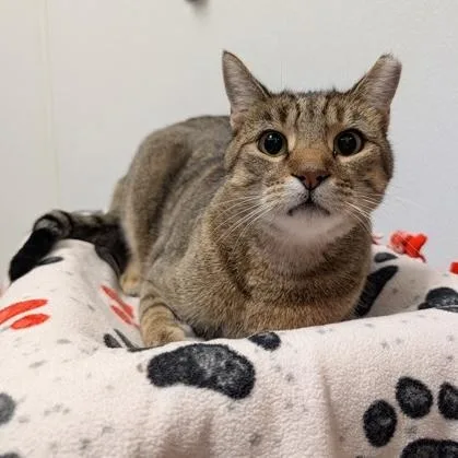 An adult medium-sized male Tabby (Brown / Chocolate) Domestic Short Hair cat named Maverick for adoption in Rochester, MN