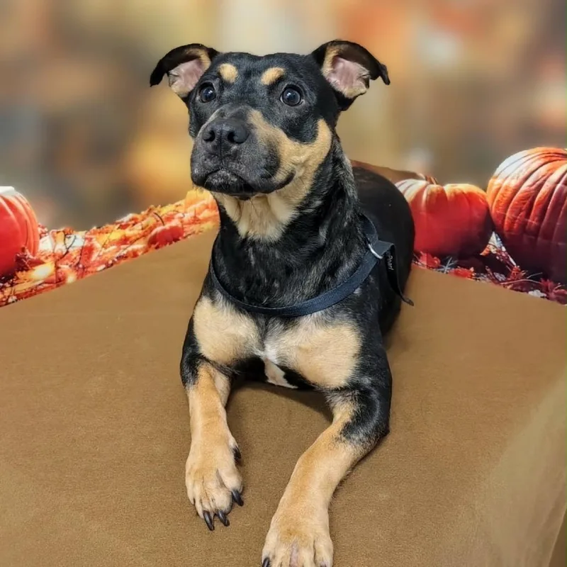 A young small-sized female Beagle dog named Cheyenne for adoption in Griswold, CT