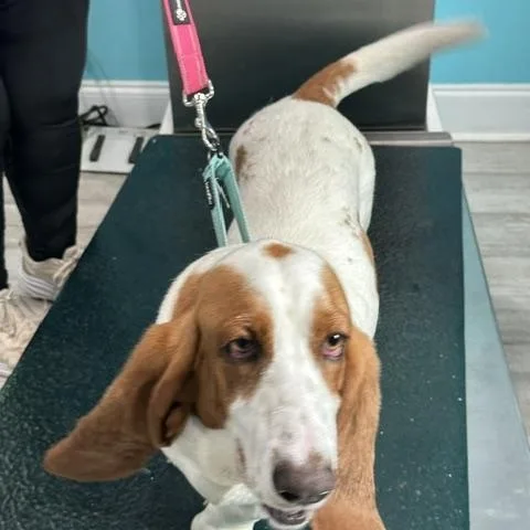 A young medium-sized female White / Cream Basset Hound dog named Libbie for adoption in Columbia, SC