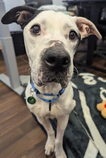 An adult large-sized female Mixed Breed dog named Molly for adoption in Seattle, WA