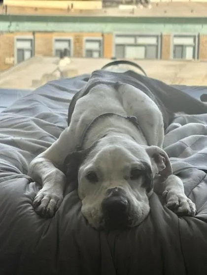 Molly thumbnail 3
